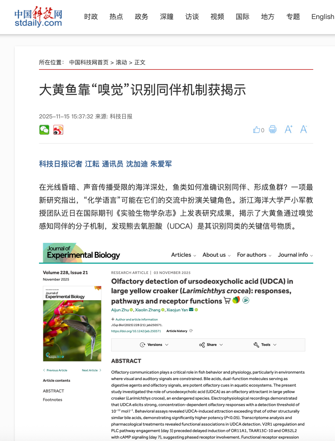 20251115 中国科技网 大黄鱼靠“嗅觉”识别同伴机制获揭示1.png