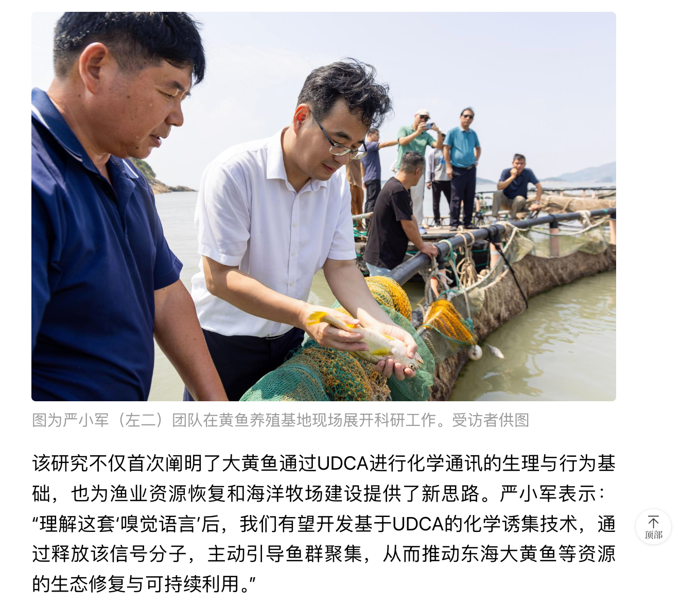 20251115 《科技日报》 大黄鱼靠“嗅觉”识别同伴机制获揭示3.png