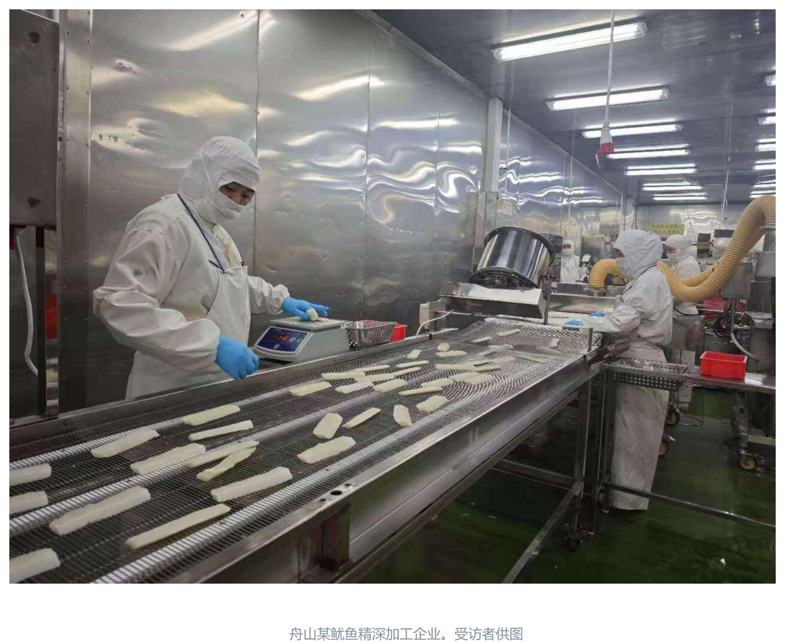 20251009 潮新闻客户端 全球捕捞量最大的无脊椎动物鱿鱼，要不要“养护”？15.png
