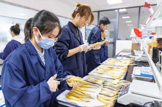 2408793507090677876.jpg 金灿灿!舟山海域3天捕获171尾野生大黄鱼