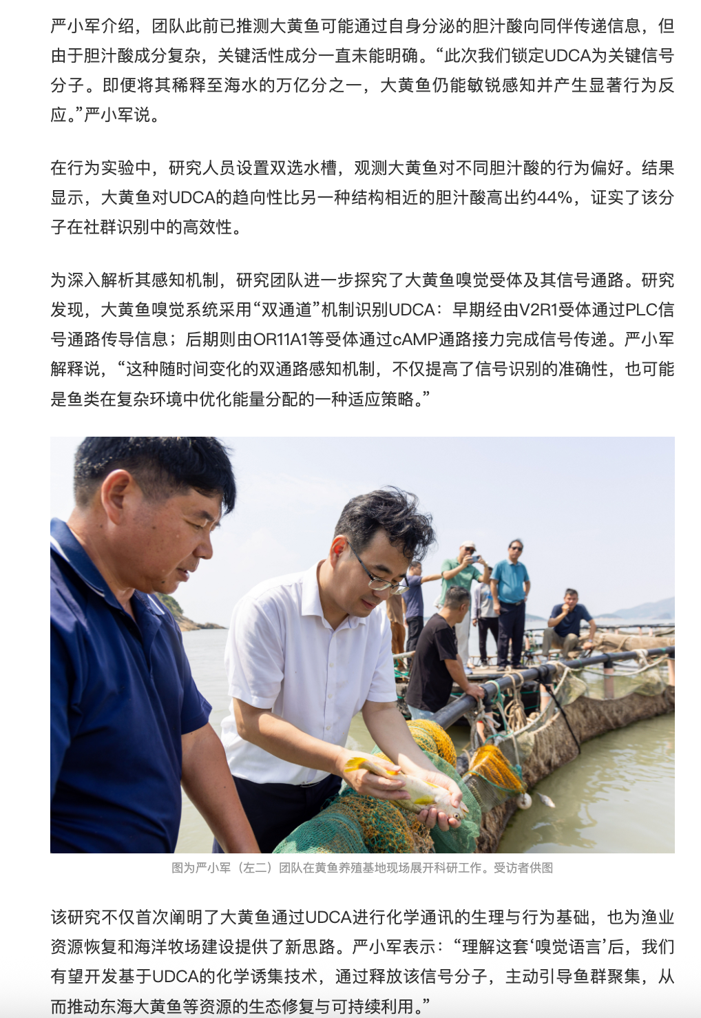 20251115 中国科技网 大黄鱼靠“嗅觉”识别同伴机制获揭示2.png